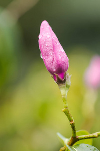 含苞待放的粉红色花和雨滴图片