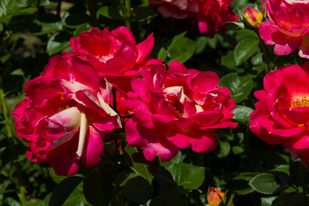 夏季花园里盛开的玫瑰图片