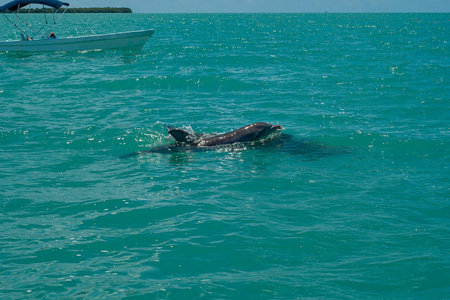 仙嘉安生物圈中的海豚游泳图片