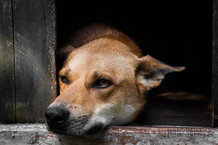 一只孤独的棕色狗躺在狗窝里的凄凉景象一座古老的木屋