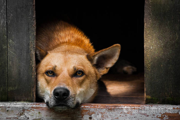 一只孤独的棕色狗躺在狗窝里的凄凉景象一座古老的木屋