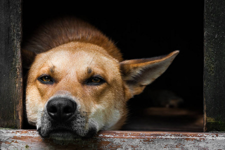 泰克犬一只孤独的棕色狗躺在狗窝里的凄凉景象一座古老的木屋照片