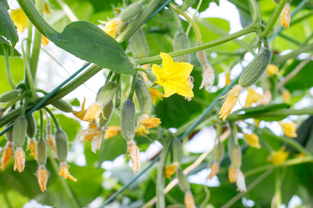 黄瓜果实大的黄色黄瓜花,黄瓜藤蔓,果实小,叶茂,卷须.照片
