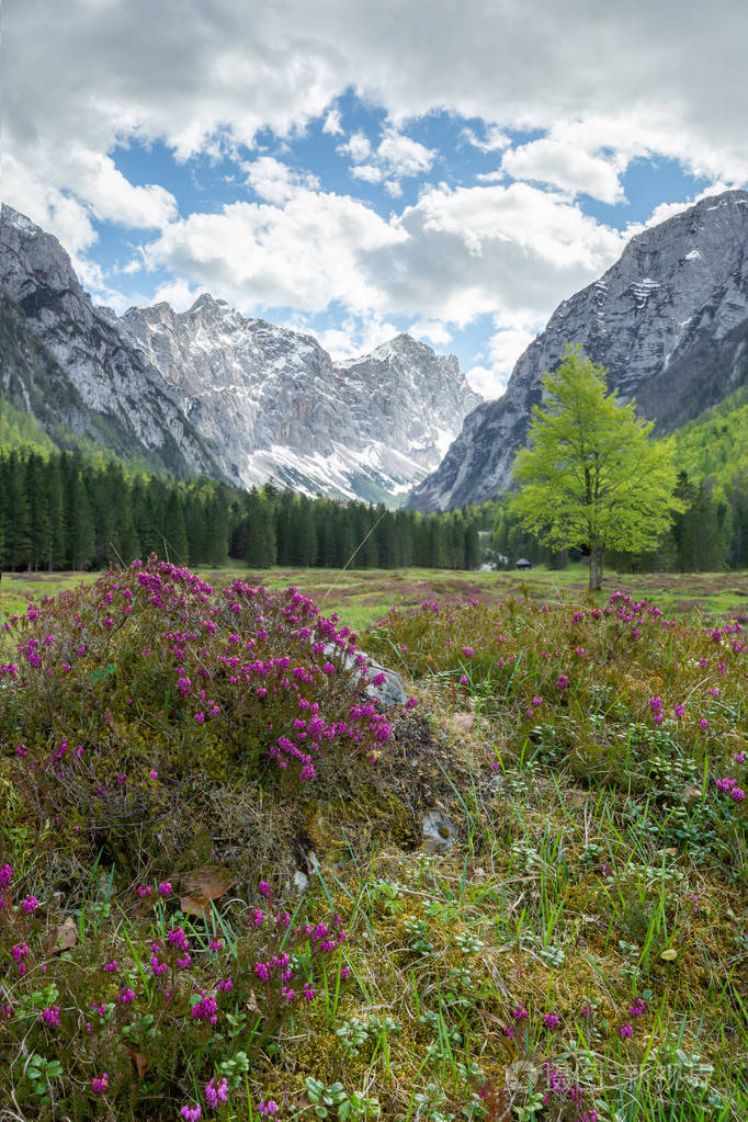 斯洛文尼亚阿尔卑斯山的克尔玛山谷