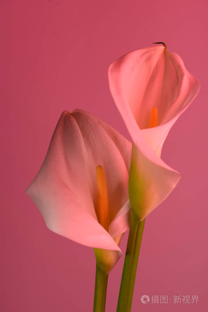 美丽的花马蹄莲粉红色背景上有美丽的霓虹灯两朵美丽的花