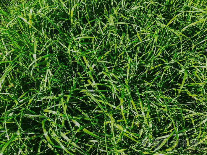 夏季草坪绿草自然底色质感