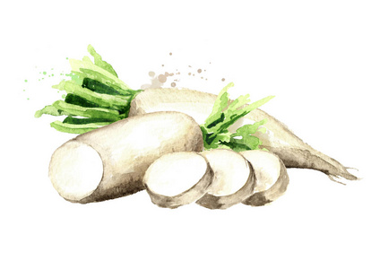 手绘白萝卜图片