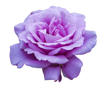 花园里盛开着紫玫瑰图片