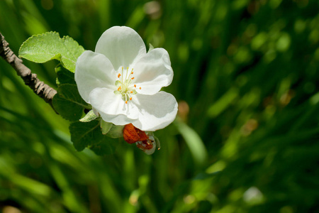 所有的树枝都长满了嫩芽和新鲜的白色和粉红色的花朵.