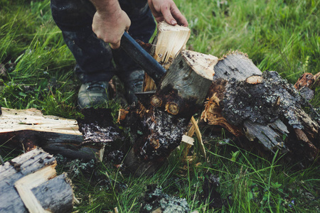 乌克拉邦乌鲁达国家公园大松树林中的小河景观一只乌鸫是一棵树的树枝