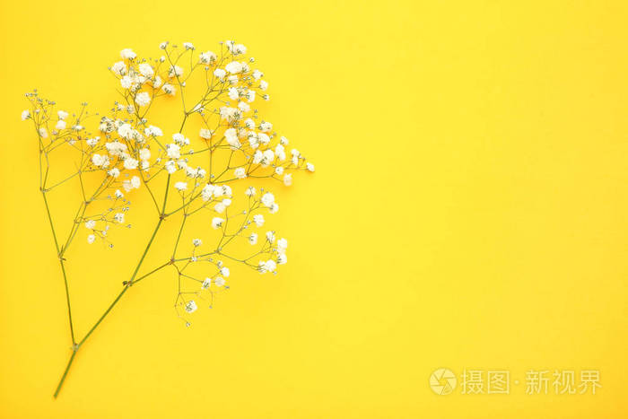 黄色背景上白色的满天星花
