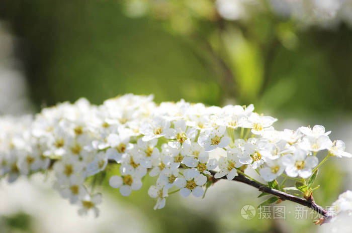 令人难以置信的繁茂的白色绣线菊开花灌木。