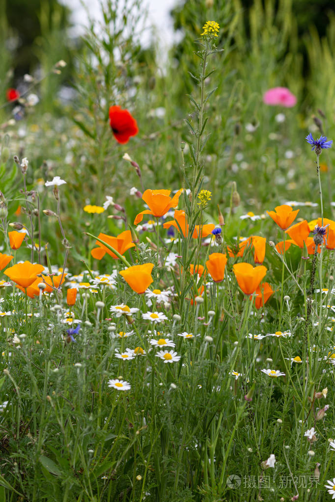 夏日田野里五彩缤纷的花朵
