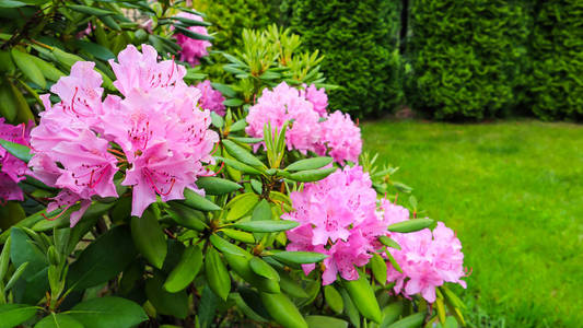 盛开的杜鹃花春天盛开着粉红色的杜鹃花.园艺概念.照片