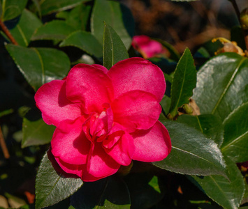 日本山茶花美丽的红花照片