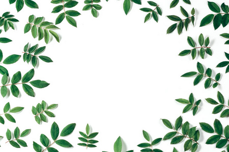 白底相框素材白底绿叶相框.自然背景.夏季简约概念.