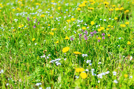 颜色绿色草图片