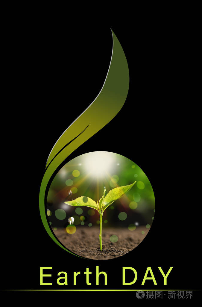 黑色背景土壤中的土日和幼苗