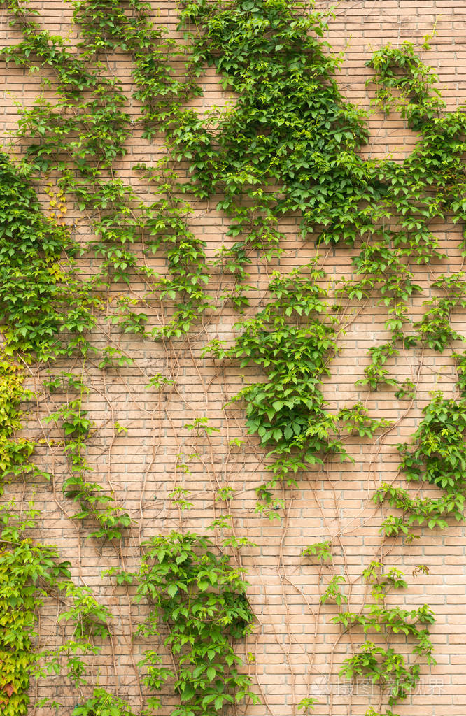 绿色攀缘常春藤背景