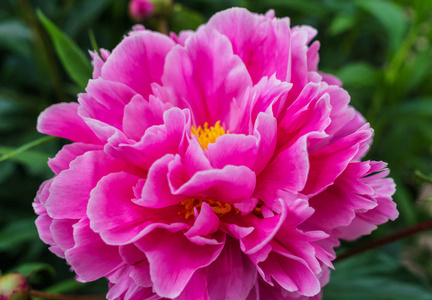 绽放的牡丹在绿叶中绽放着粉红色牡丹的华丽花蕾.照片