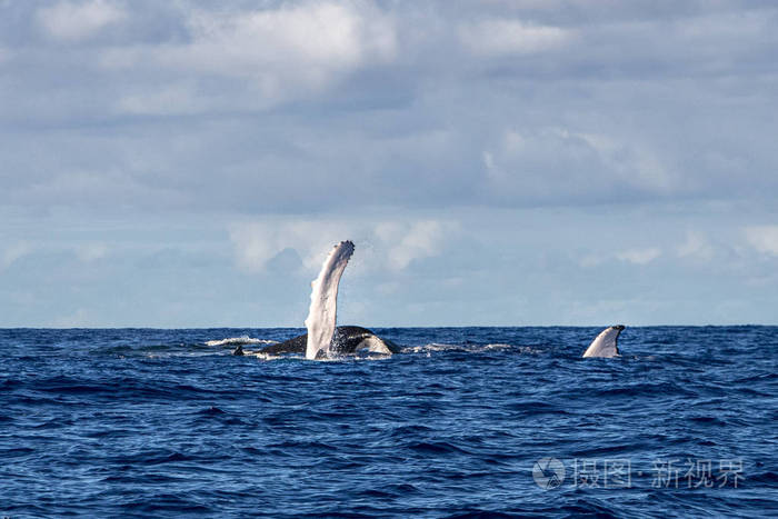 法属波利尼西亚摩尔群岛的座头鲸拍打尾巴