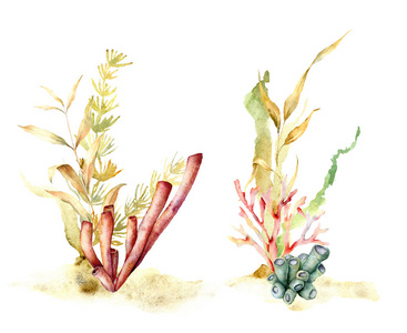 手工绘制的水下花卉插画,白色背景上有藻类叶子和珊瑚礁植物.