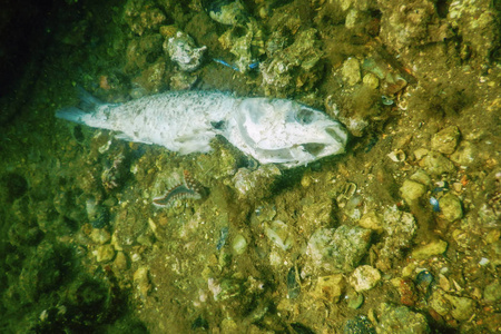 死鱼躺在海底,海洋环境破坏照片