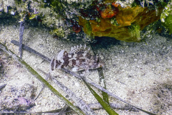 蝎子鱼水下生活小红蝎鱼