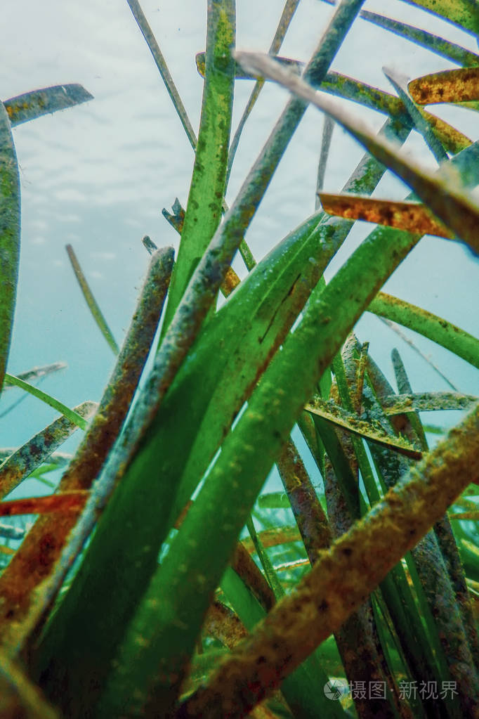 水下海草水下特写绿色海草