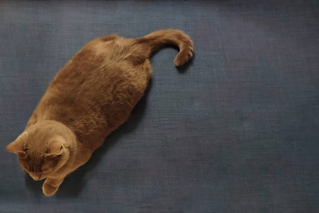 坐在沙发上的灰色短毛猫.带复制空间的俯视图照片