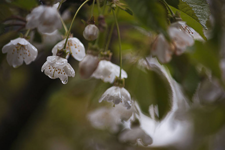 雨中花园里樱花盛开图片