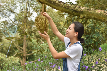 捧水果亚洲女农民捧榴莲是泰国水果之王照片