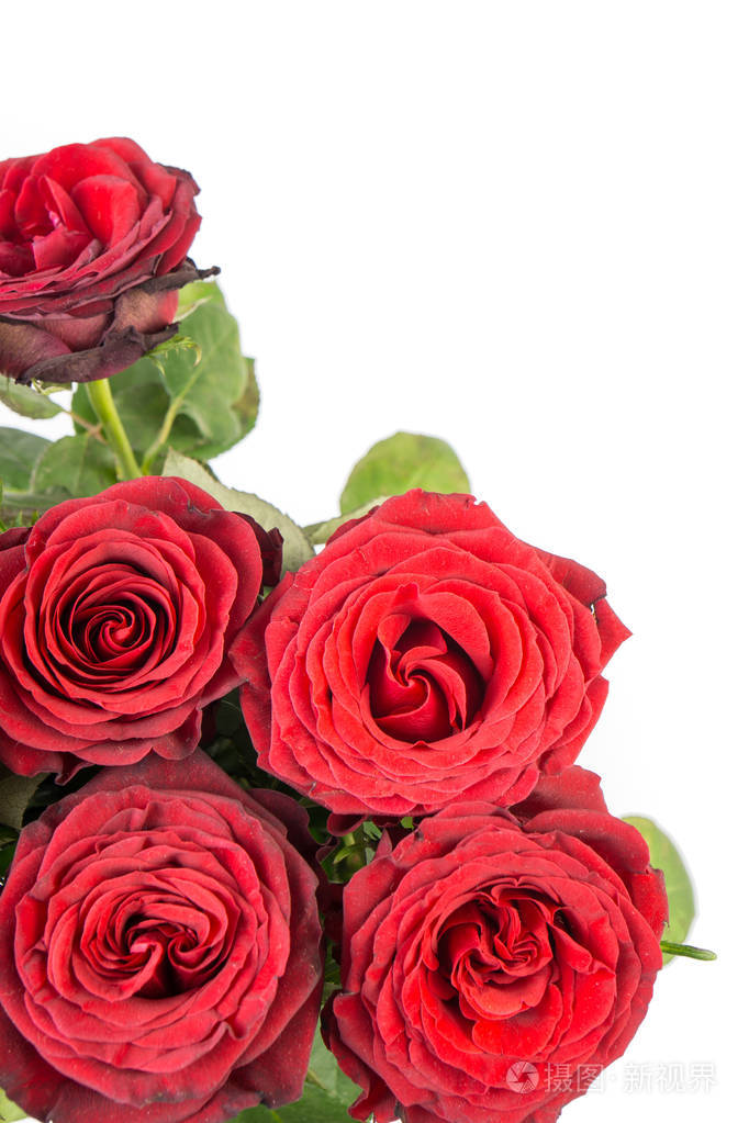 一束美丽的暗红色玫瑰的特写镜头