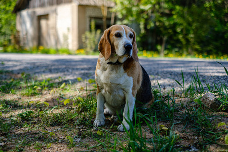 幸运狗在大自然中玩耍和休息照片