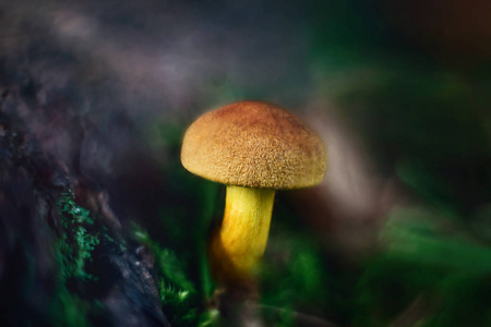 苔藓状蘑菇,森林中的旱生苔藓,大型.蘑菇帽看起来像绒面革.照片
