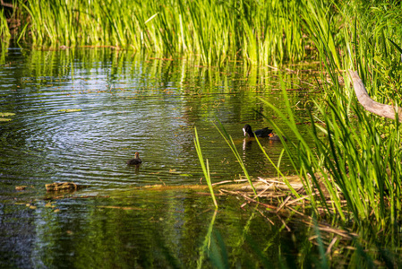 野鸭和天鹅在湖水里游泳图片