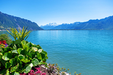 山水日落和鲜花在富显荣科军国家公园,p
