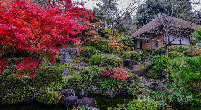Autumn garden in Kyoto, Japan 