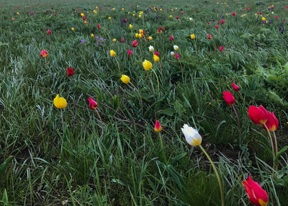 花蕾绿意盎然图片