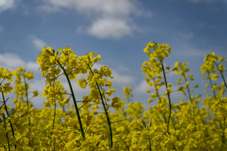 油菜花单穗特写图片