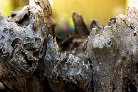 浮木树摘要旧腐朽木材的性质照片