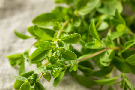 钱生钱有机生青马钱草照片