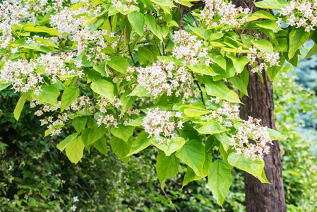 上过叶梓萱图片