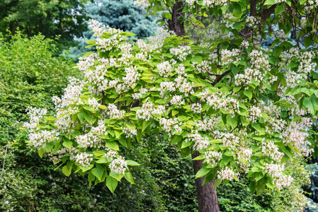 楸树的花, 桐, 在白色上被隔离楸树的向量叶楸的花树, 桐, 孤立于黑的