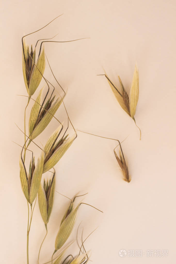 淡粉色背景上的燕麦小穗俯视图