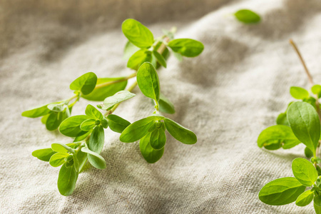 有机生青马钱草照片