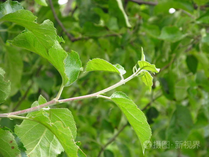 阳光明媚的日子里青苹果叶子的质地