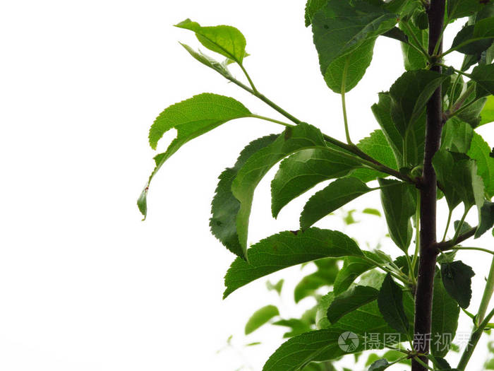 大自然的美景在季节性的树木中变换,公园里从下往上看绿叶嫩叶的树枝