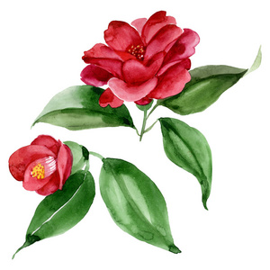 水彩背景插图集.孤立的山茶花插图元素.照片