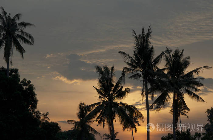 傍晚 美丽的 日落 椰子 场景 和平 风景 阴影 旅行 日出